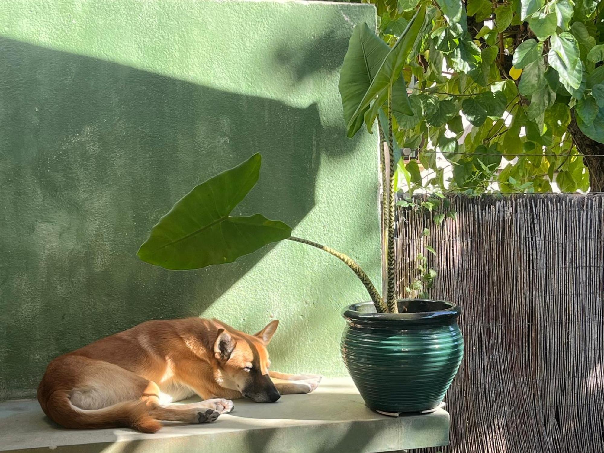 Lemon Tree Guest House Tiana Exterior foto